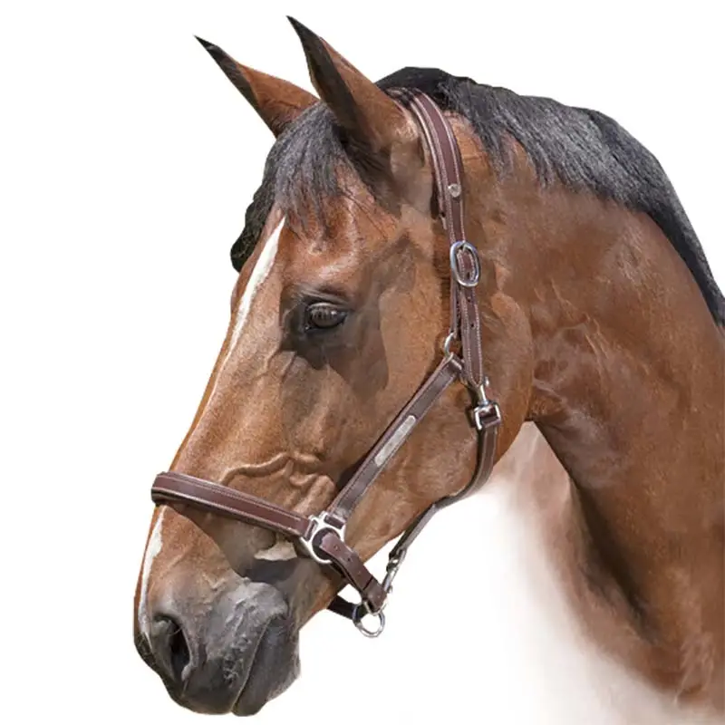 Spedito Oggi Cavezza regolabile in cuoio Norton Pro Grooming