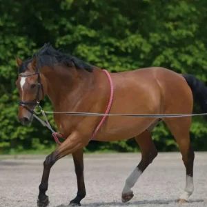 REDINI LUNGHE PER LAVORO DEL CAVALLO DA TERRA Scelto Dai Clienti
