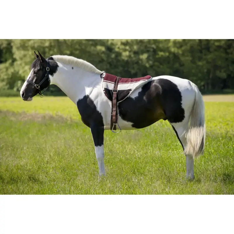Compra Online Tappeto da equitazione a pelo Norton