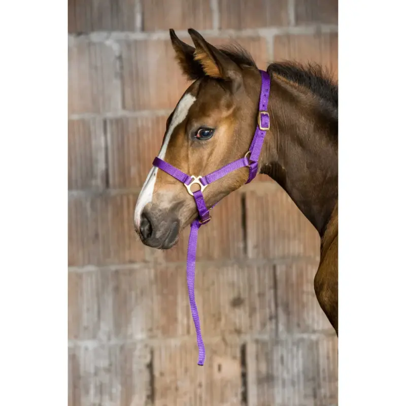Occasione Capestro in nylon per puledro