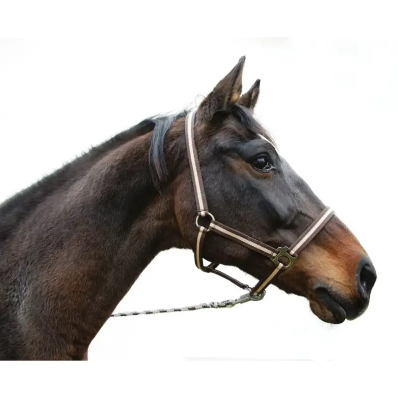 Must-Have Capezza Hippo Covalliero