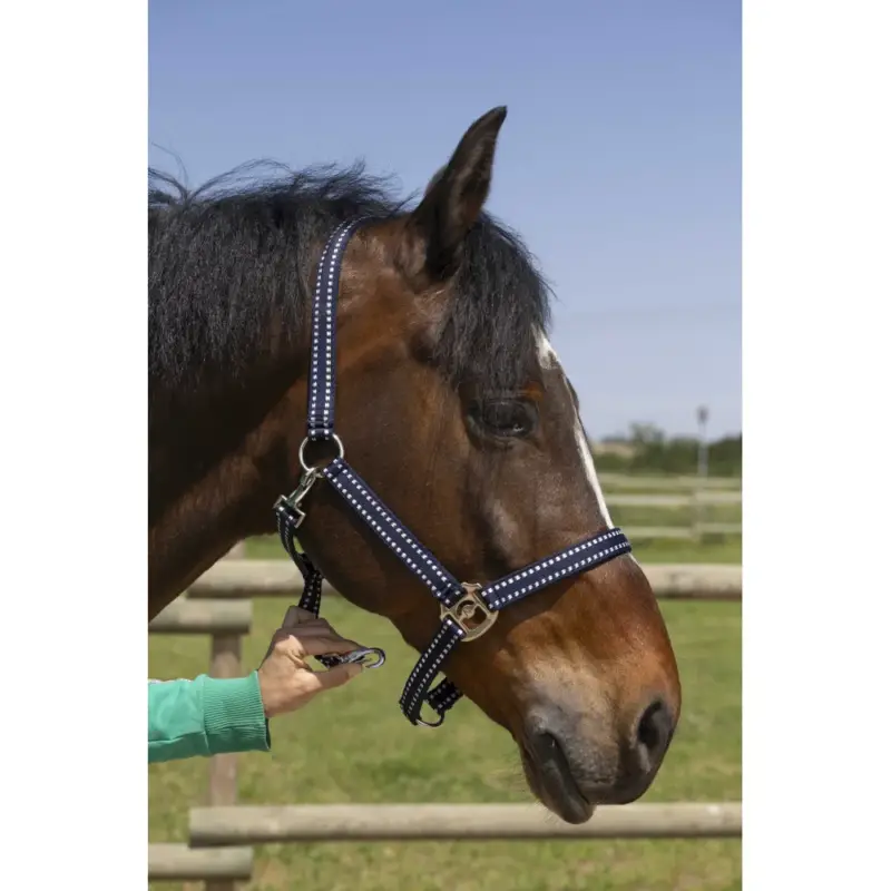 Reso Gratuito Capezzina Norton Grooming