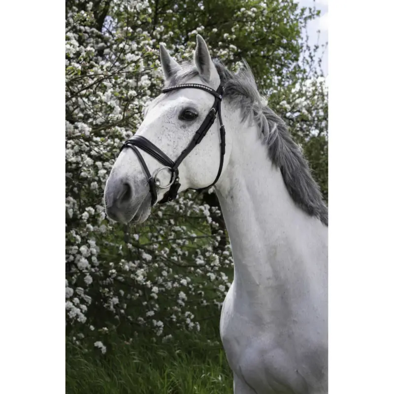 Offerta Del Giorno Bridon Norton Pro Strass
