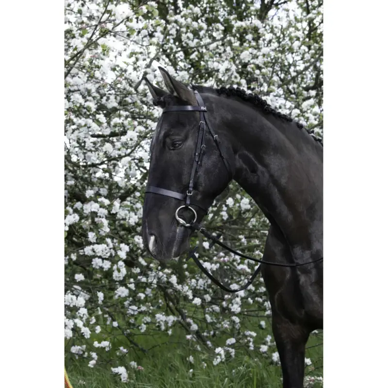 Ordina Subito Briglia Riding World Capezzina francese