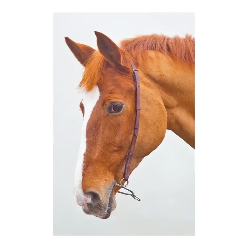 Esclusivo Mors chifney Blenheim Shires