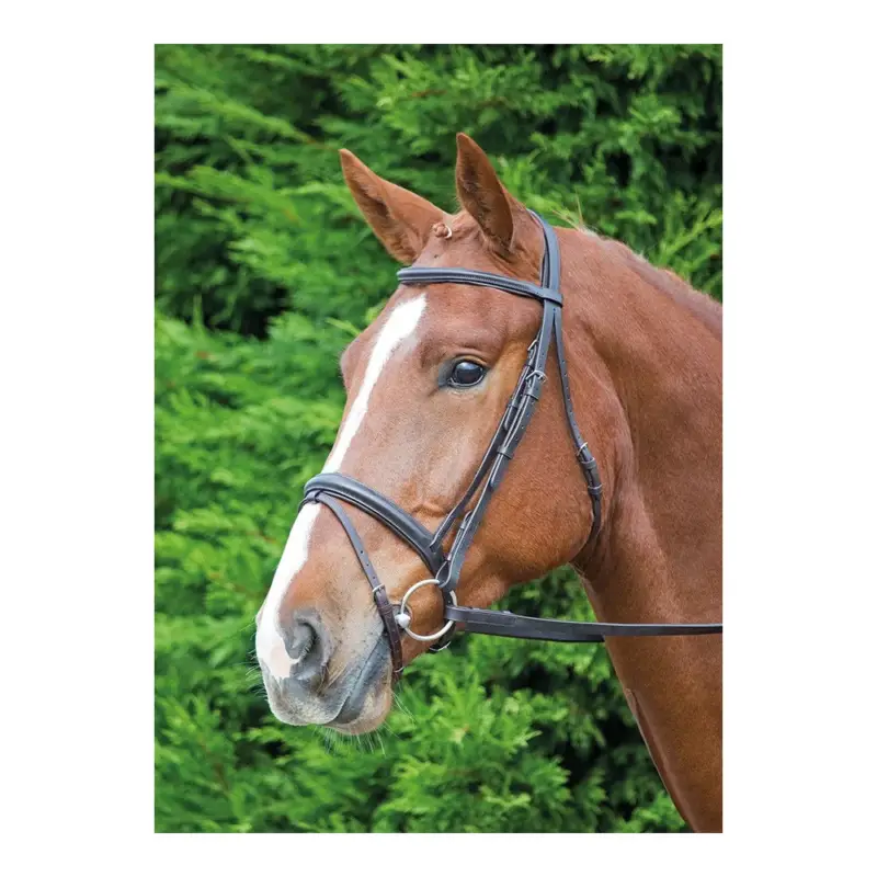 Compra Online Briglia Comfort Fit Aviemore Shires