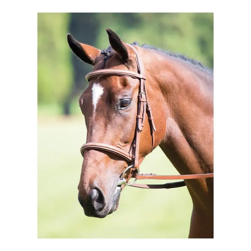 Offerta Capezza capezzina francese Avignon Shires