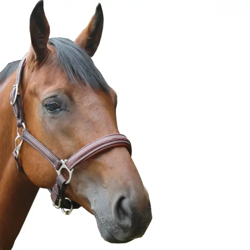 Prezzo Di Fabbrica Capestro Privilege Equitation Royan