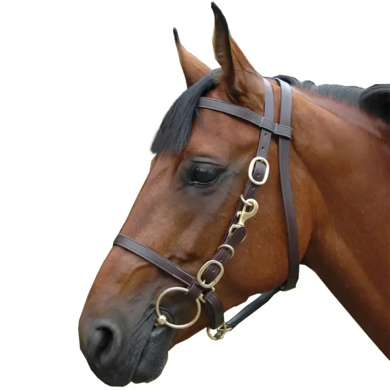 A Buon Prezzo Cavezza larga con redini Canter