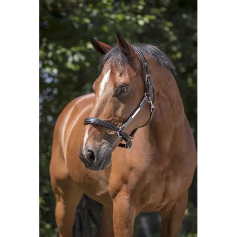 Popolare Capezza in cuoio Norton Pro Grooming