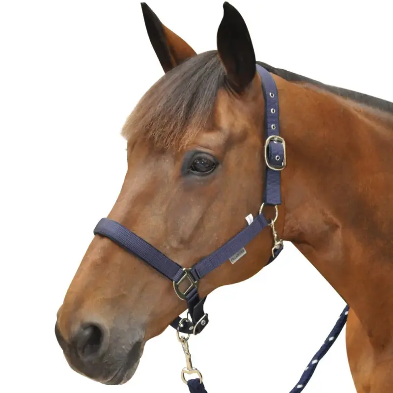 Capestro Canter in nylon foderato Offerta Lampo