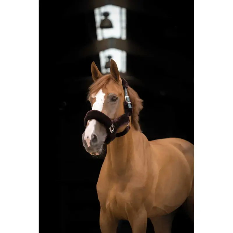 Compra Online Capezzina Equithème Teddy