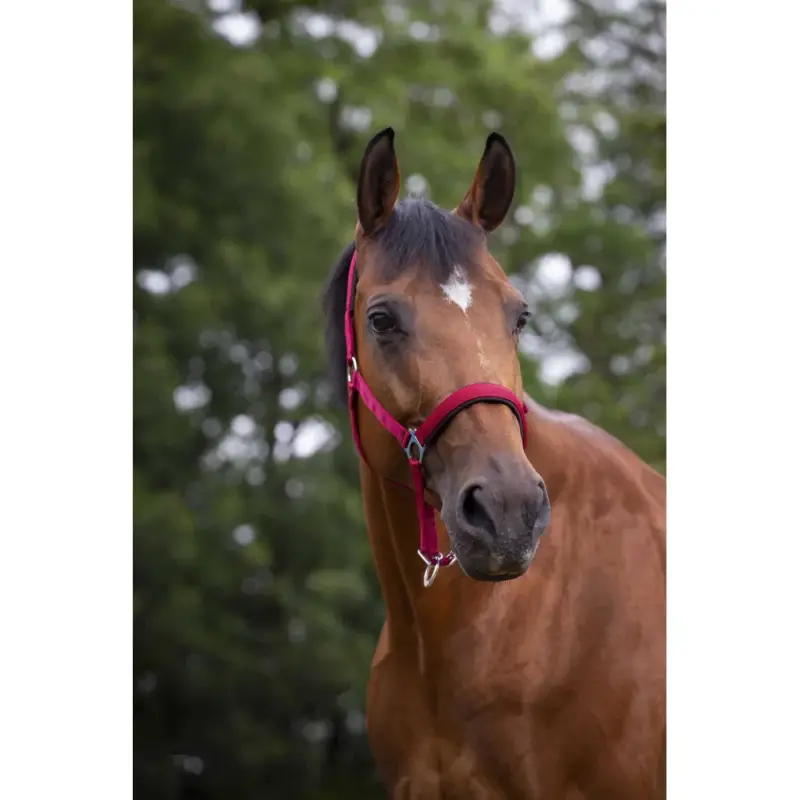 Offerta Capezzina Norton in nylon foderata in neoprene