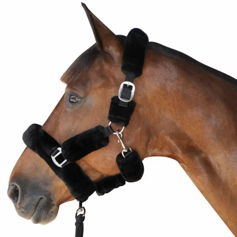 Promozione Esclusiva Capezza da trasporto Canter