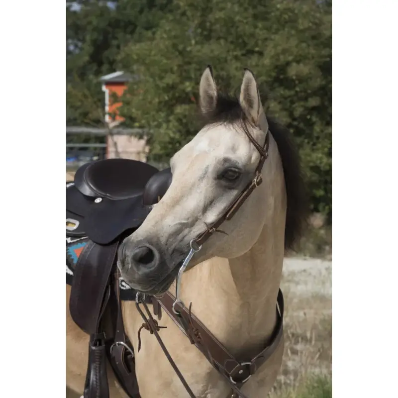 Ultima Occasione Bridon Westride di Franck Perret 1 orecchio