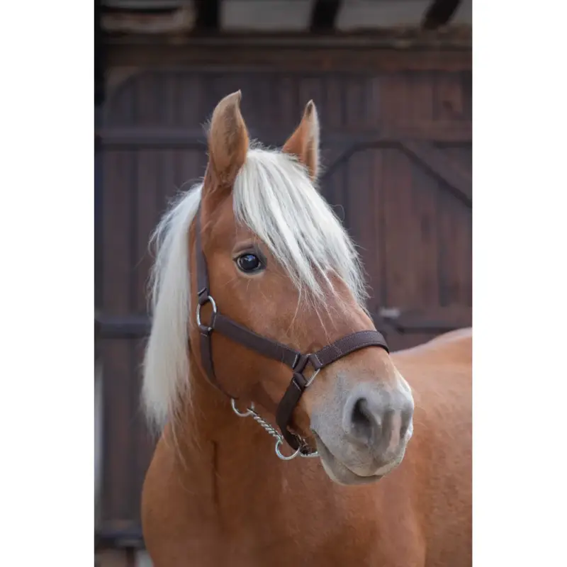 Capestro Norton Pro per cavallo da tiro Offerta Del Giorno