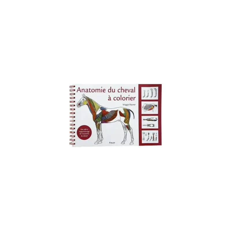 Anatomia del cavallo da colorare Direttamente Dal Produttore