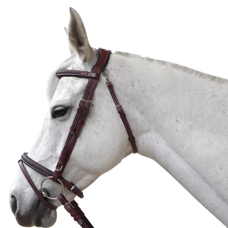Briglia Flags & Cup Aachen Occasione