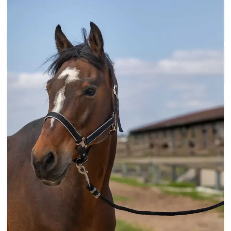 Più Venduto Capezzina Equithème Nylon light