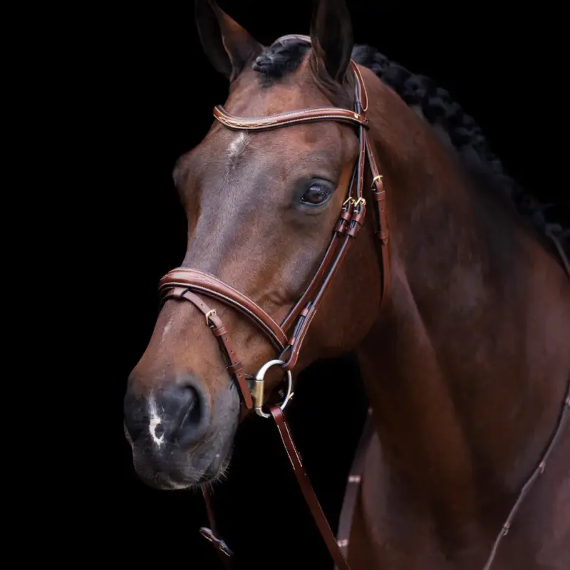 Briglia HV Polo Legacy Non Perdere