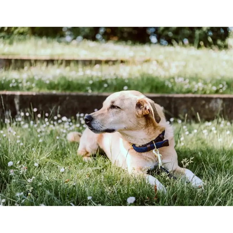 Collare per cane Plaited Nylon Kentucky Subito Disponibile