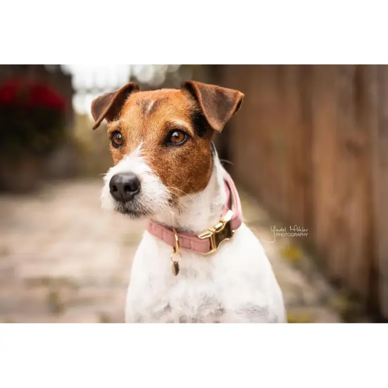 Collare per cane Velvet Kentucky Prezzo Basso