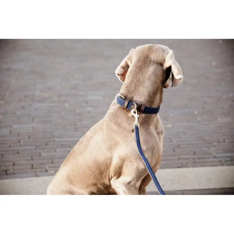 Guinzaglio per cane in nylon intrecciato 120 cm Kentucky Promozione
