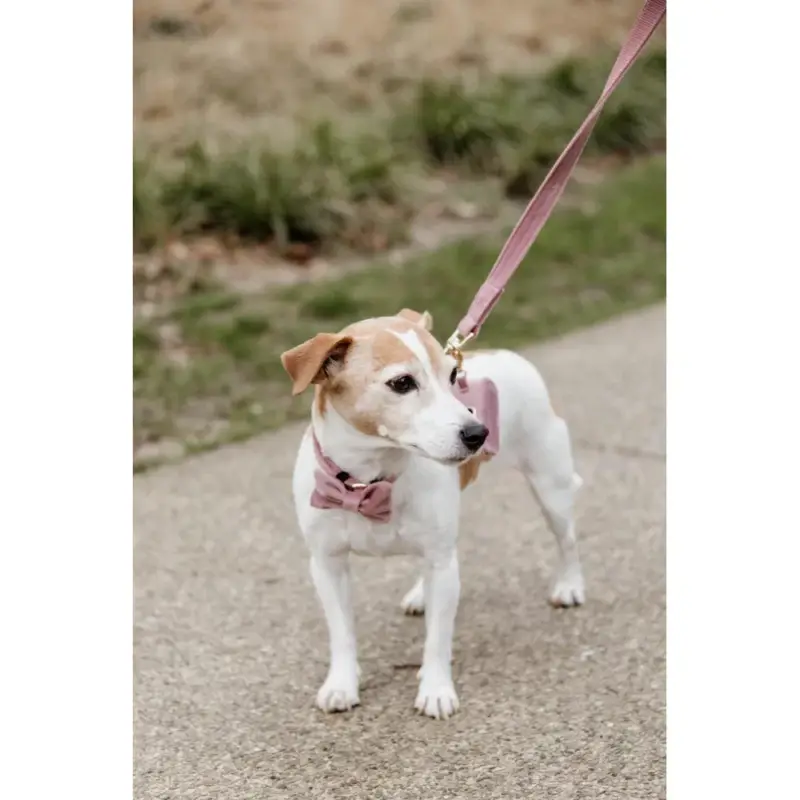 Reso Gratuito Guinzaglio per cane Velvet 120 cm Kentucky