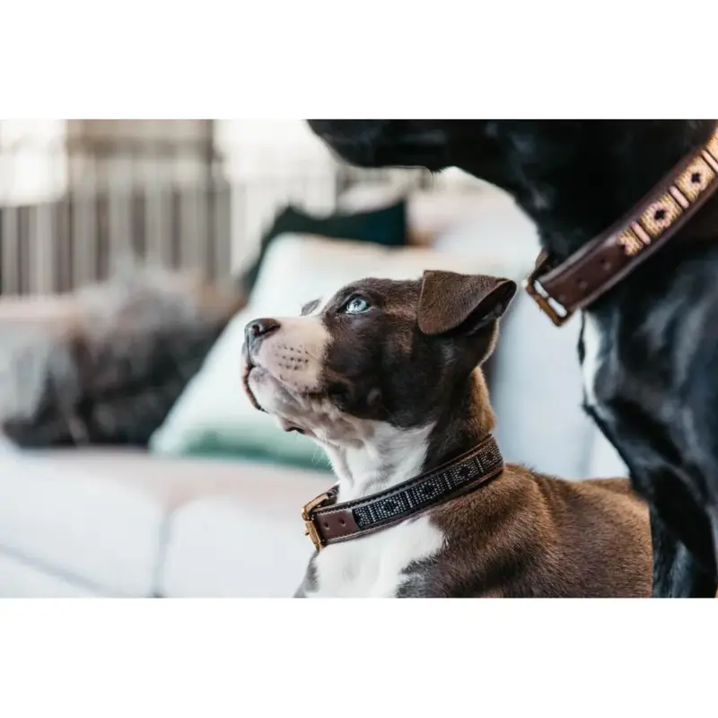 Ordina Subito Collare per cane con perle fatte a mano Kentucky