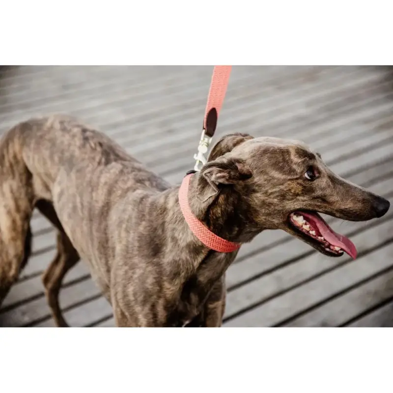 Collare per cane Jacquard Kentucky Spedito Oggi