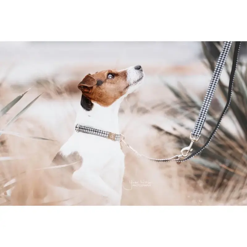Must-Have Collare per cane Pied-de-poule Kentucky