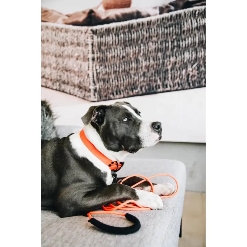Collare per cane Soft Rubber Kentucky Must-Have