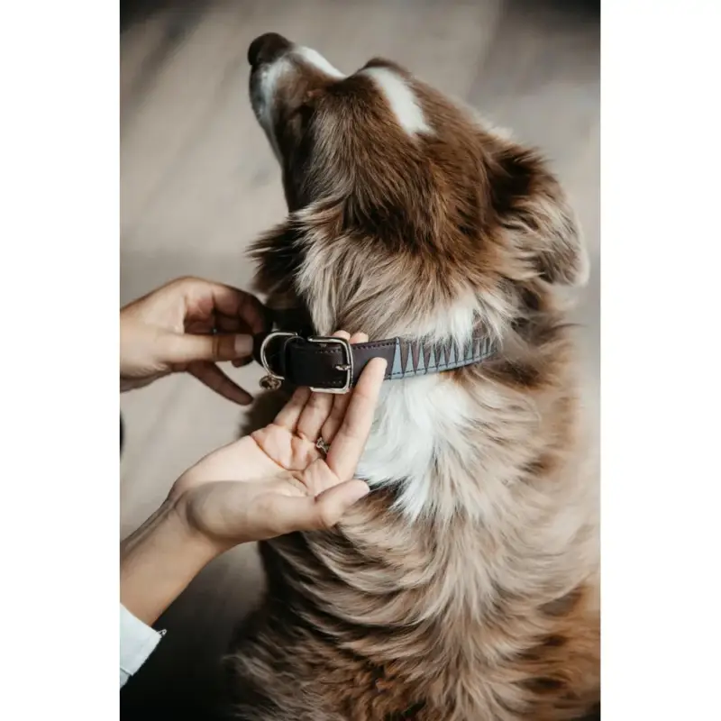 Occasione Collare per cane Triangle Kentucky