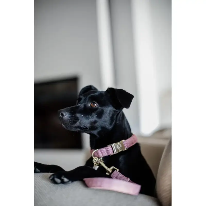 Economico Collare per cane Wool Kentucky