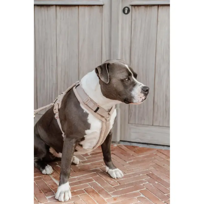 Pettorina per cane Active Teddy Fleece Kentucky Soddisfatti O Rimborsati