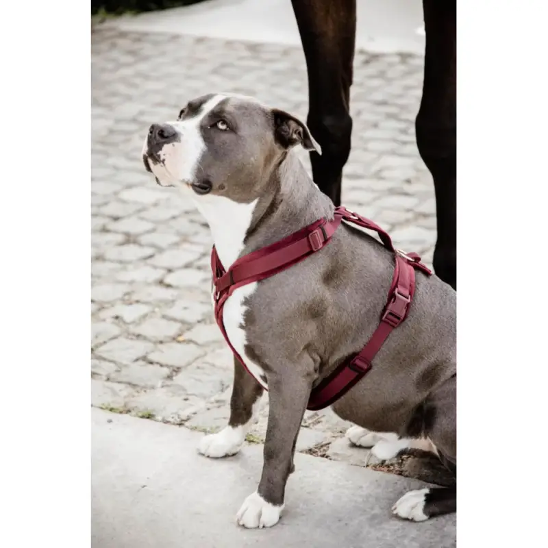 Pettorina per cane Active Velvet Kentucky Esclusivo