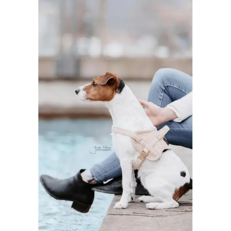 Offerta Lampo Imbracatura per cane Body Safe Wool Kentucky