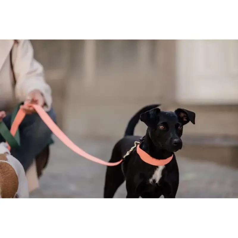 Sconto Guinzaglio per cane Jacquard Kentucky