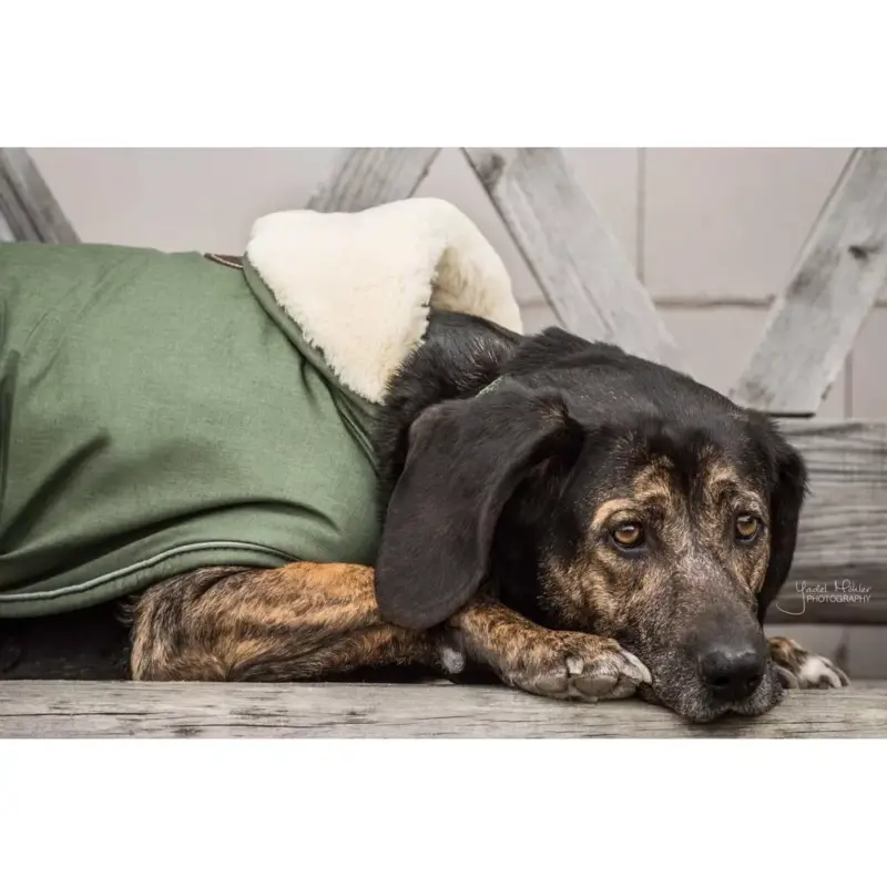 Subito Disponibile Cappotto impermeabile per cane 300g Kentucky