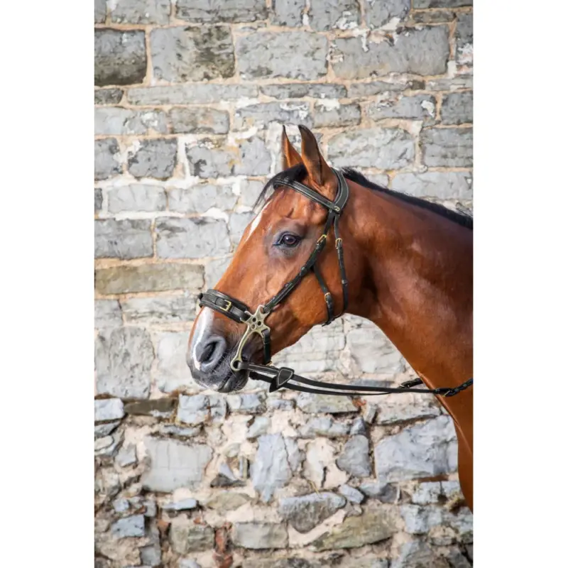Hackamore D Collection by Dy'on Sconto