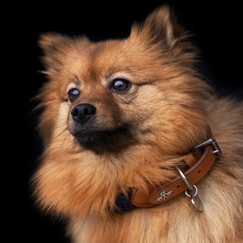 Collare per cane HV Polo Franka Rope Offerta