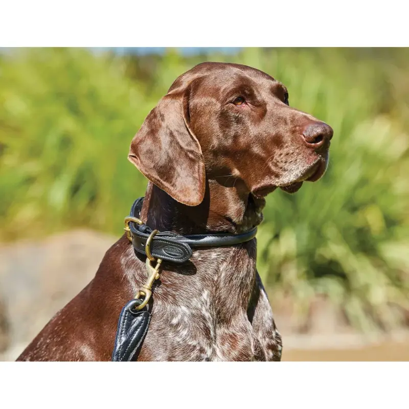 Collare per cane Weatherbeeta in cuoio rotondo Non Perdere