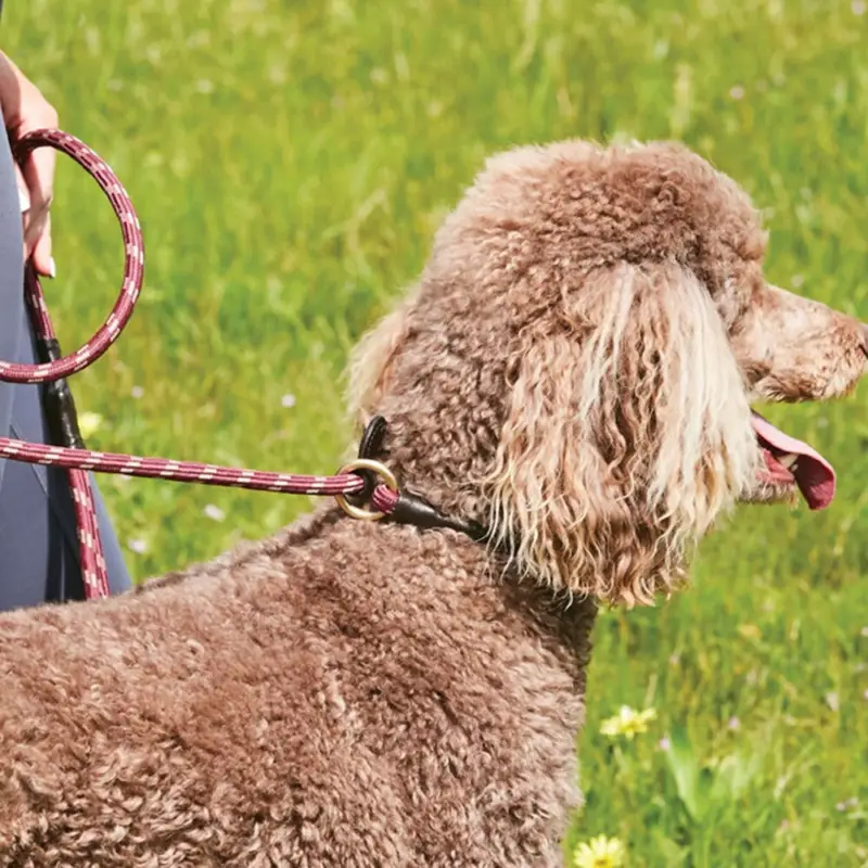 Di Tendenza Guinzaglio per cane Weatherbeeta in cuoio e corda