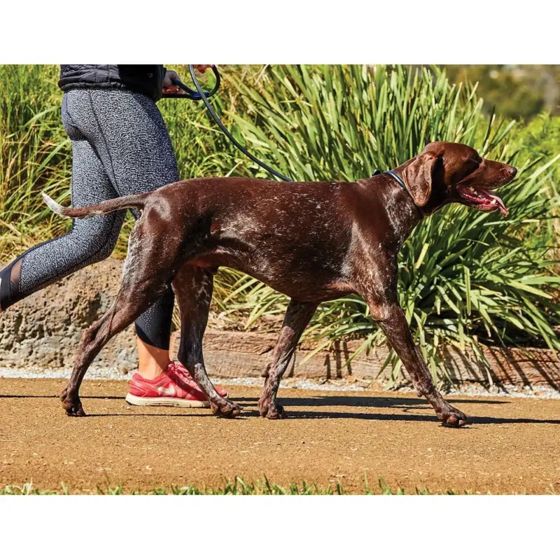 Must-Have Guinzaglio per cane Weatherbeeta in cuoio rotondo