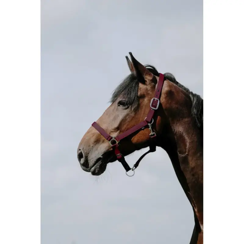 Offerta Lampo Capezzina Riding World Cushion
