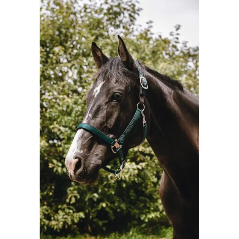 Capezzina in nylon Equithème Protector Compra Online