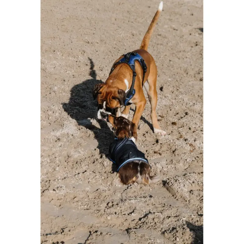Coperta per cane Equithème Eco 600D Promozione Esclusiva