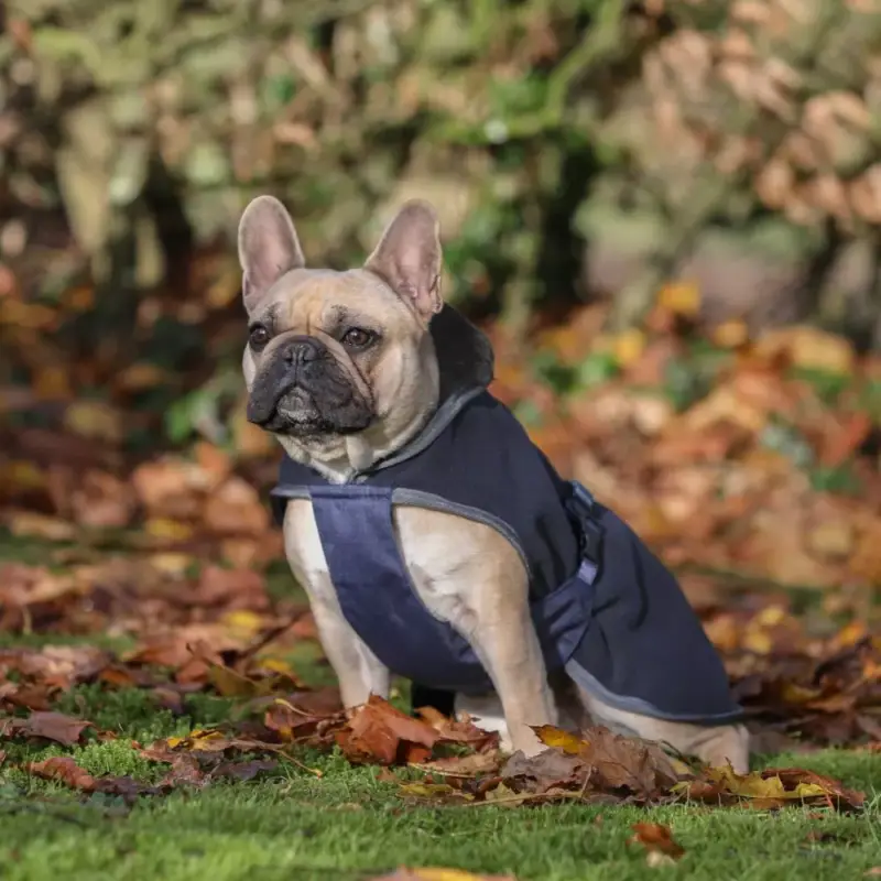 Compra Adesso Coperta per cane Show-Line Bucas
