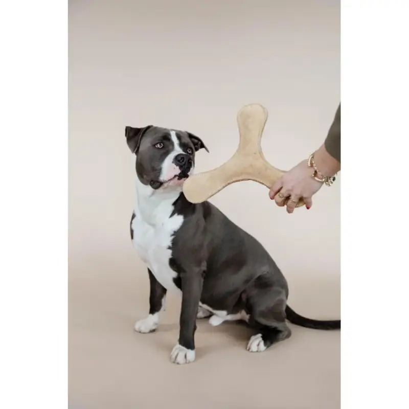 Giocattolo per cane Boomerang Pastello Kentucky Prezzo Ridotto