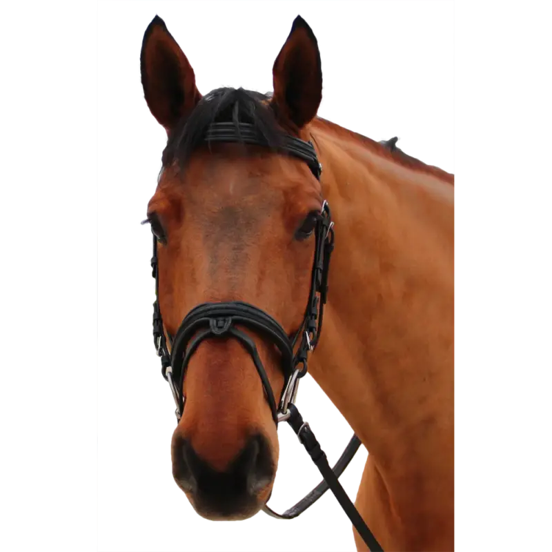 Promozione Briglia Canter Mylord